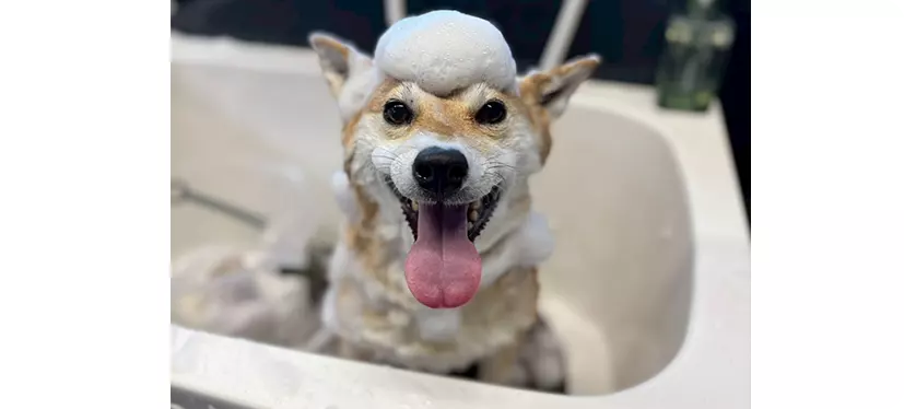 香りと仕上がりで選ぶこだわりのシャンプー