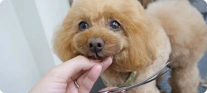 お肌に優しいミラブルシャワー